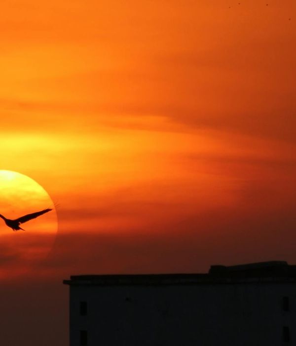 Golden eagle soaring majestically over endless steppe grasslands during sunset